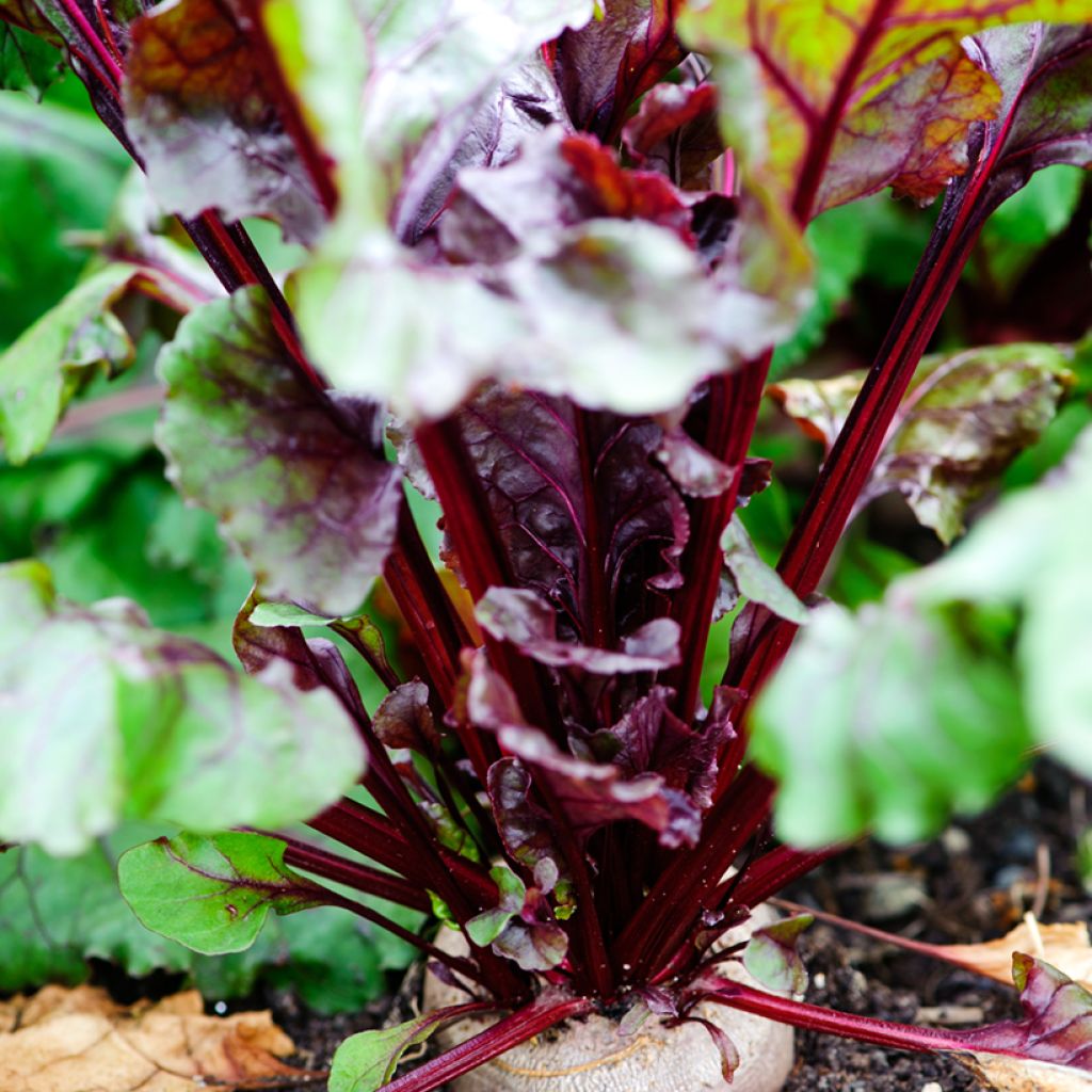 Beetroot Bull's Blood - Ferme de Sainte Marthe Untreated Seeds