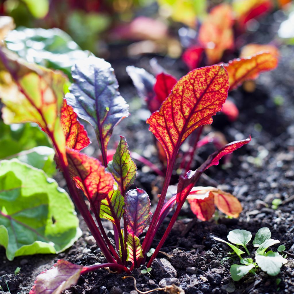 Beetroot Bull’s Blood