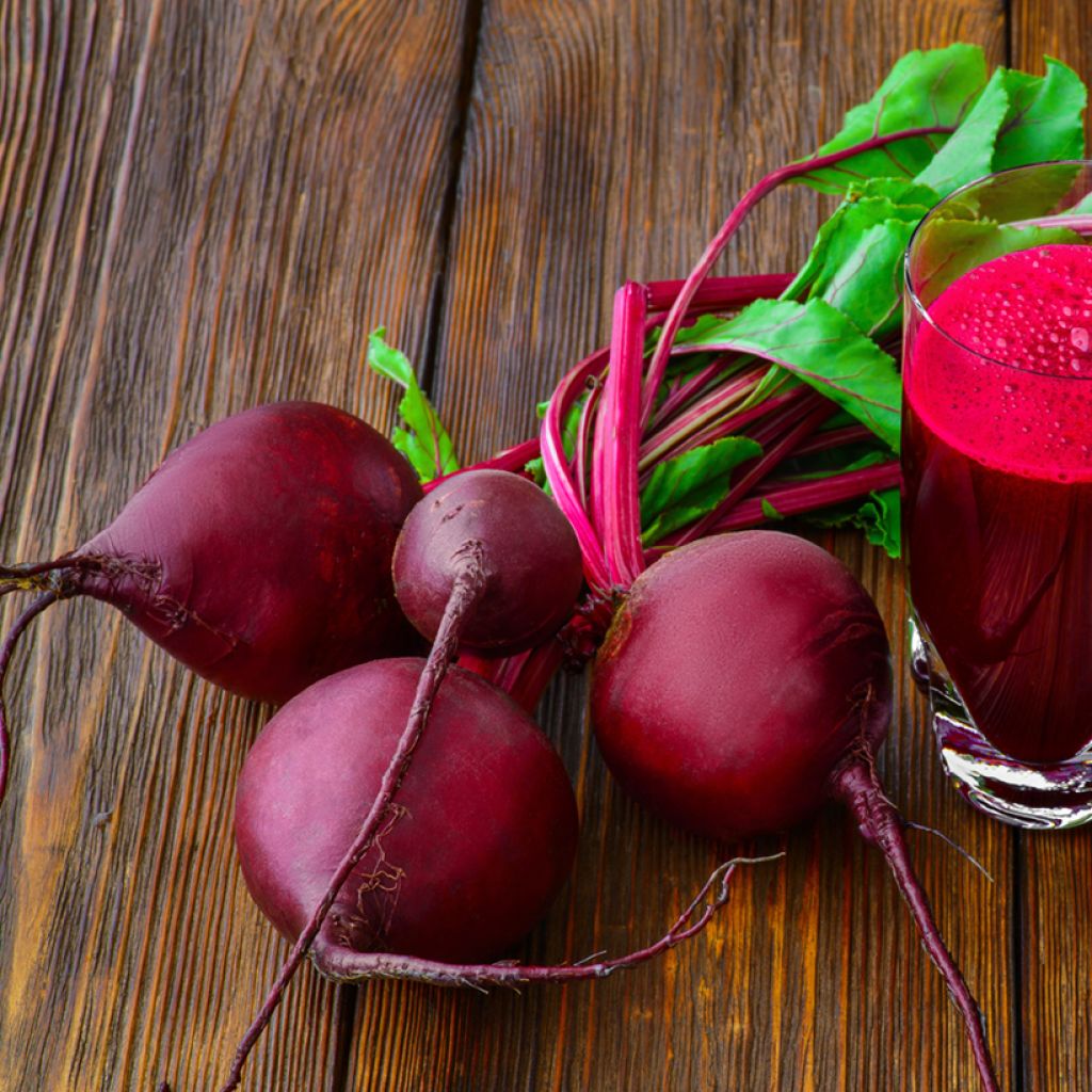 Detroit 2 Crimson Globe Red Beetroot - Beta vulgaris