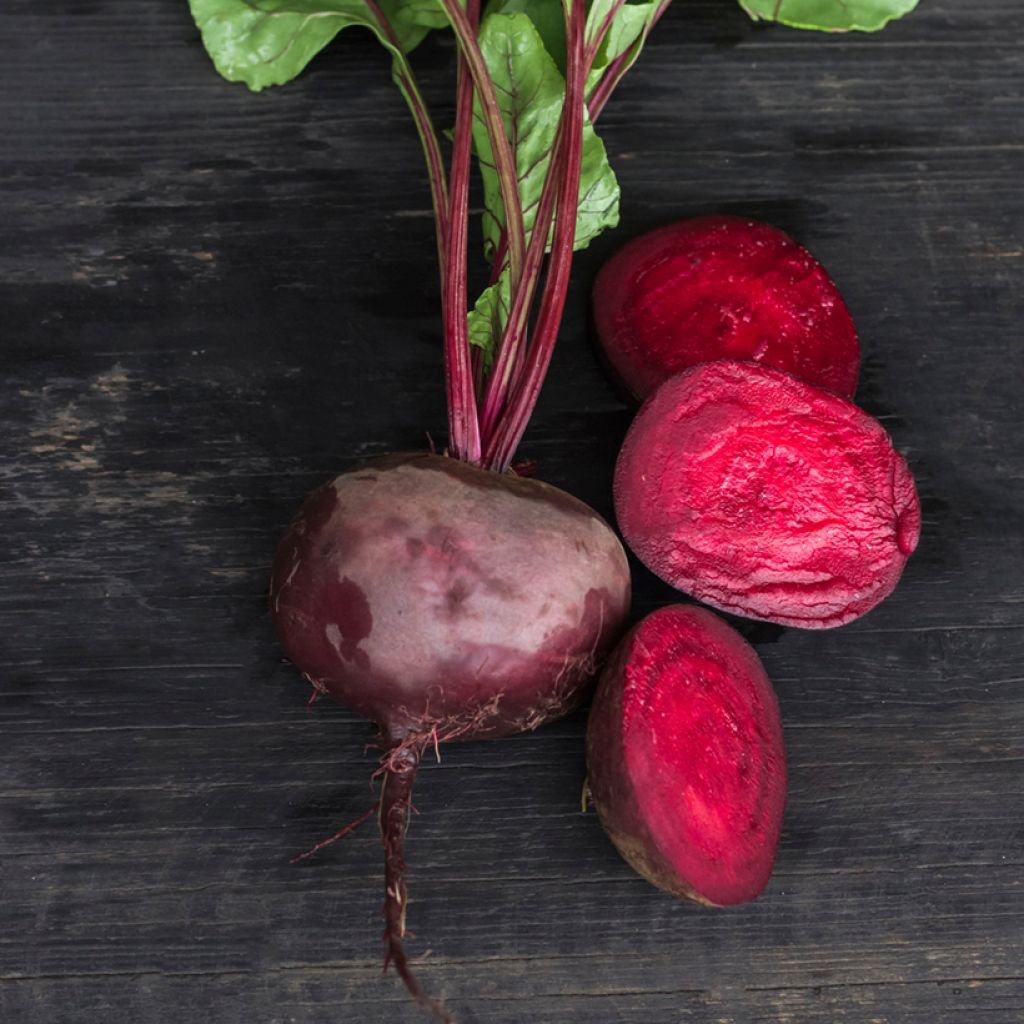 Kestrel F1 Red Beetroot - Beta vulgaris