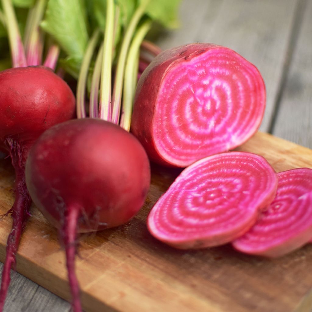 Red Beetroot Paonazza dEgitto - Beta vulgaris