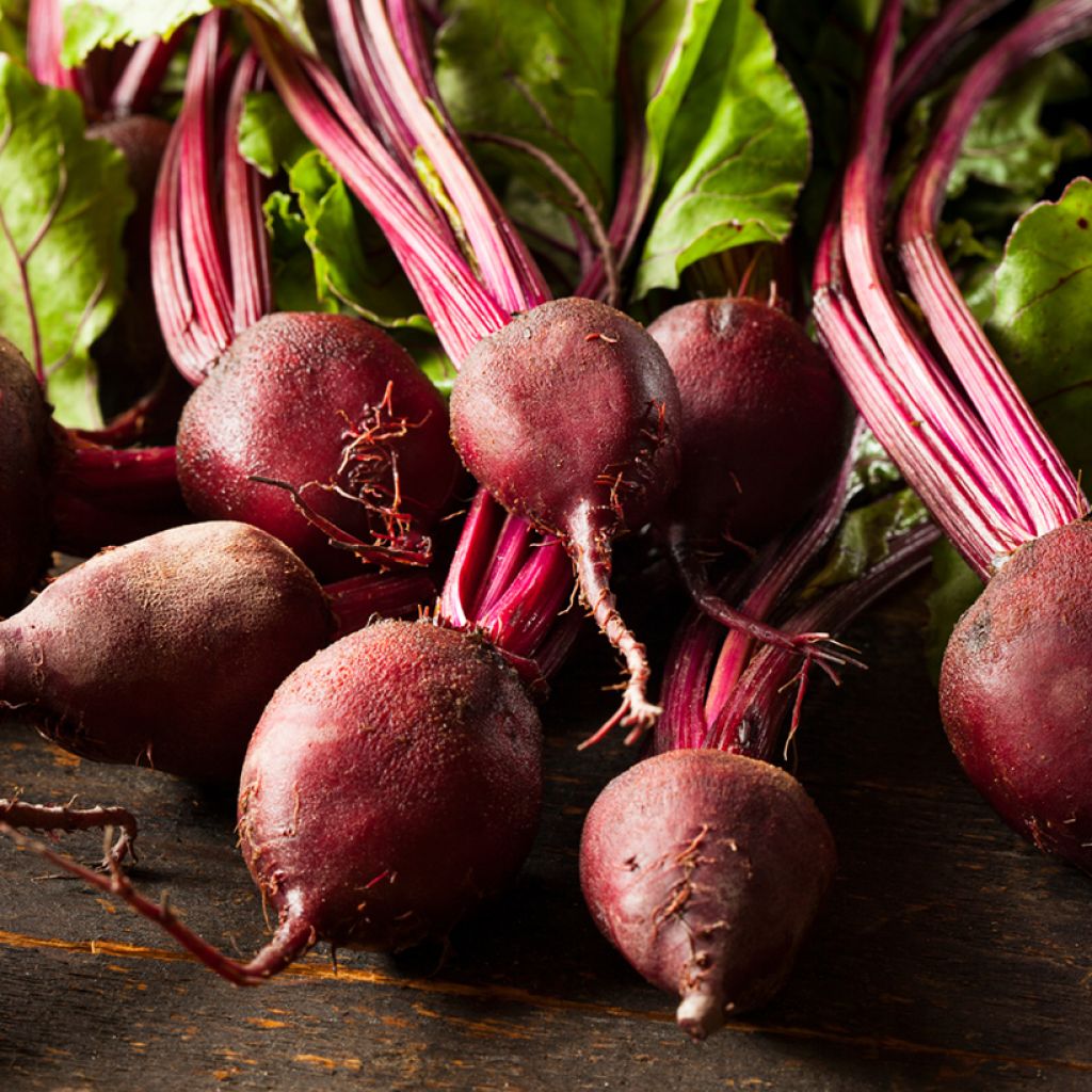 Red Ace F1 Beetroot - Beta vulgaris