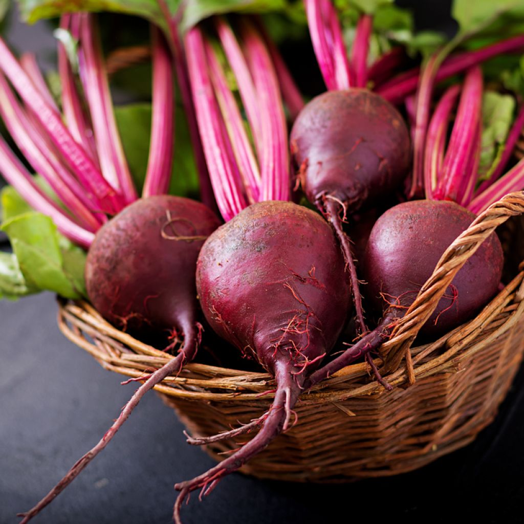 Beetroot Detroit Globe 2 Storuman