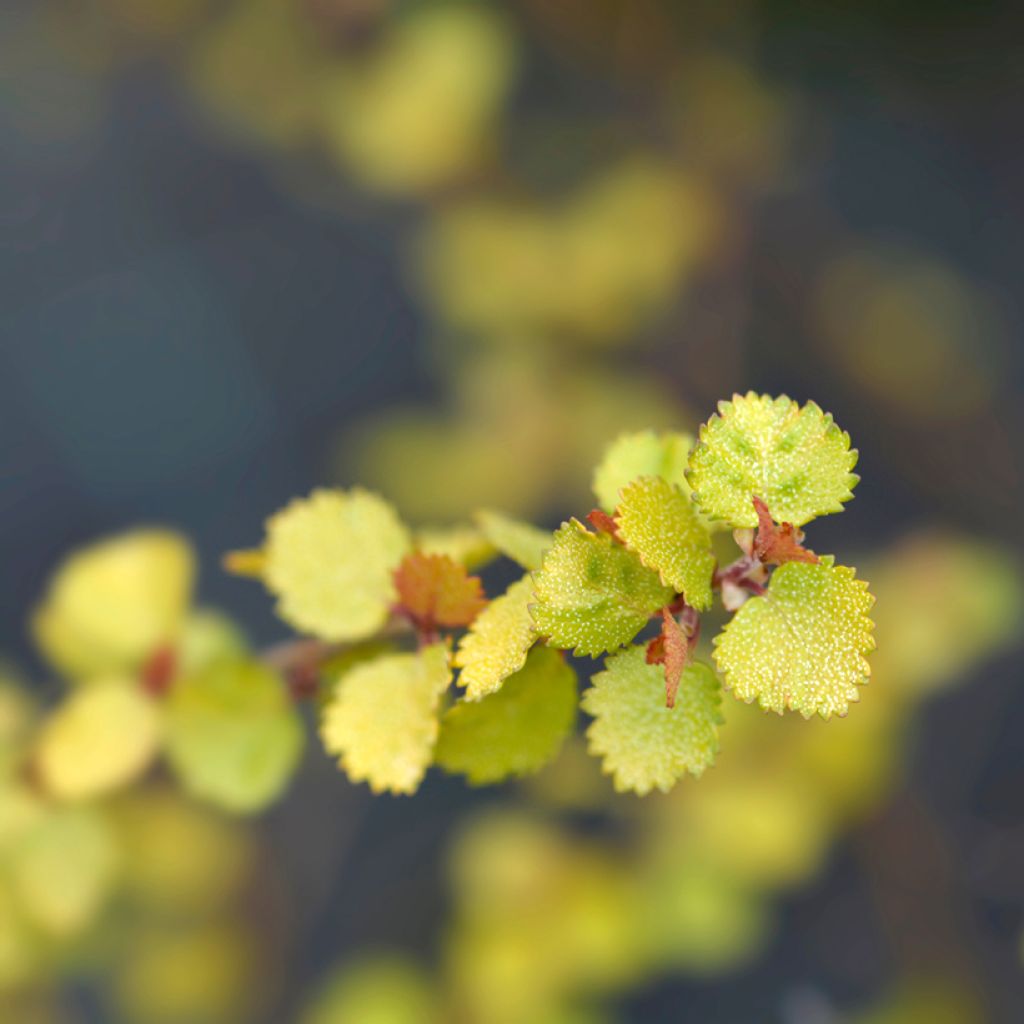 Betula nana Golden Treasure - Dwarf Birch