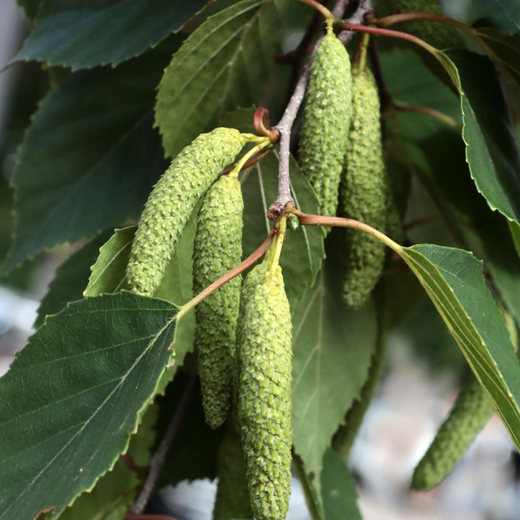 Betula papyrifera - Paper Birch