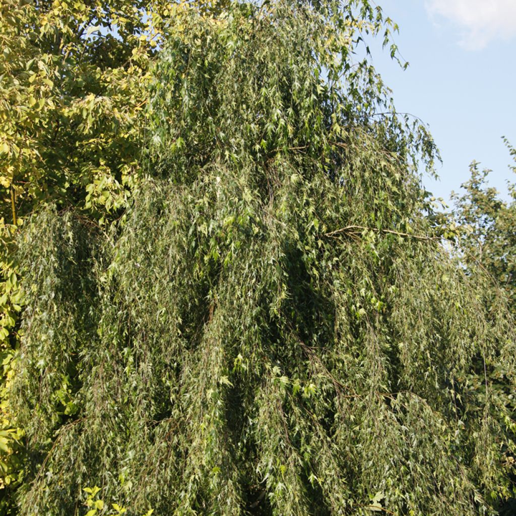 Betula pendula Gracilis - Weeping Birch