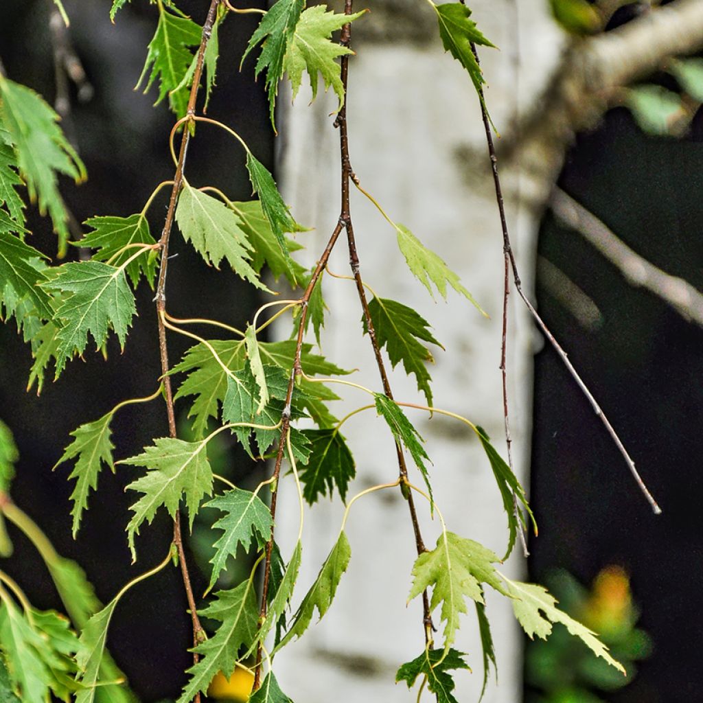 Betula pendula Gracilis - Weeping Birch