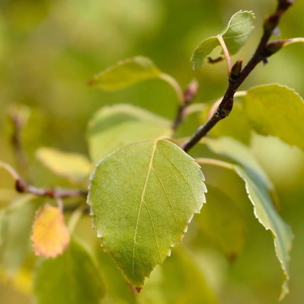 Betula pendula Magical Globe - Birch