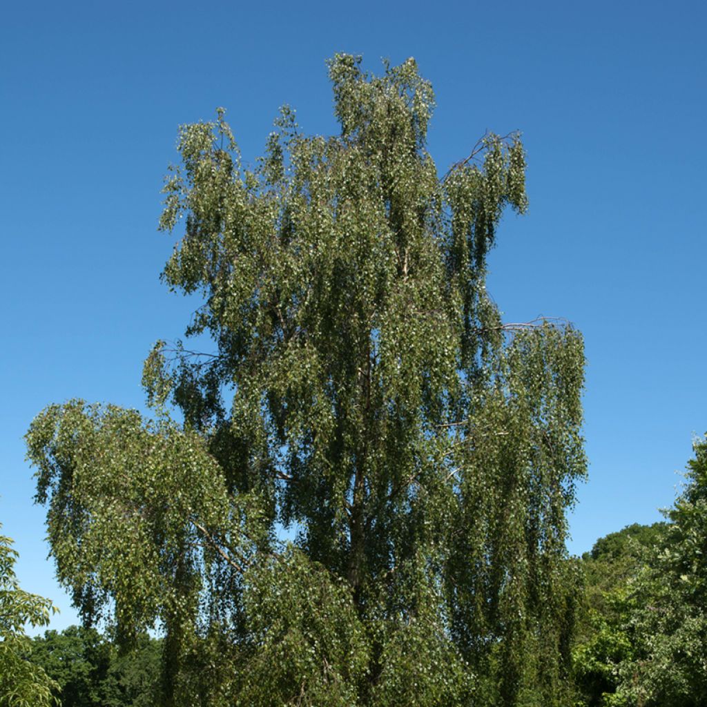 Betula pendula Tristis - Birch