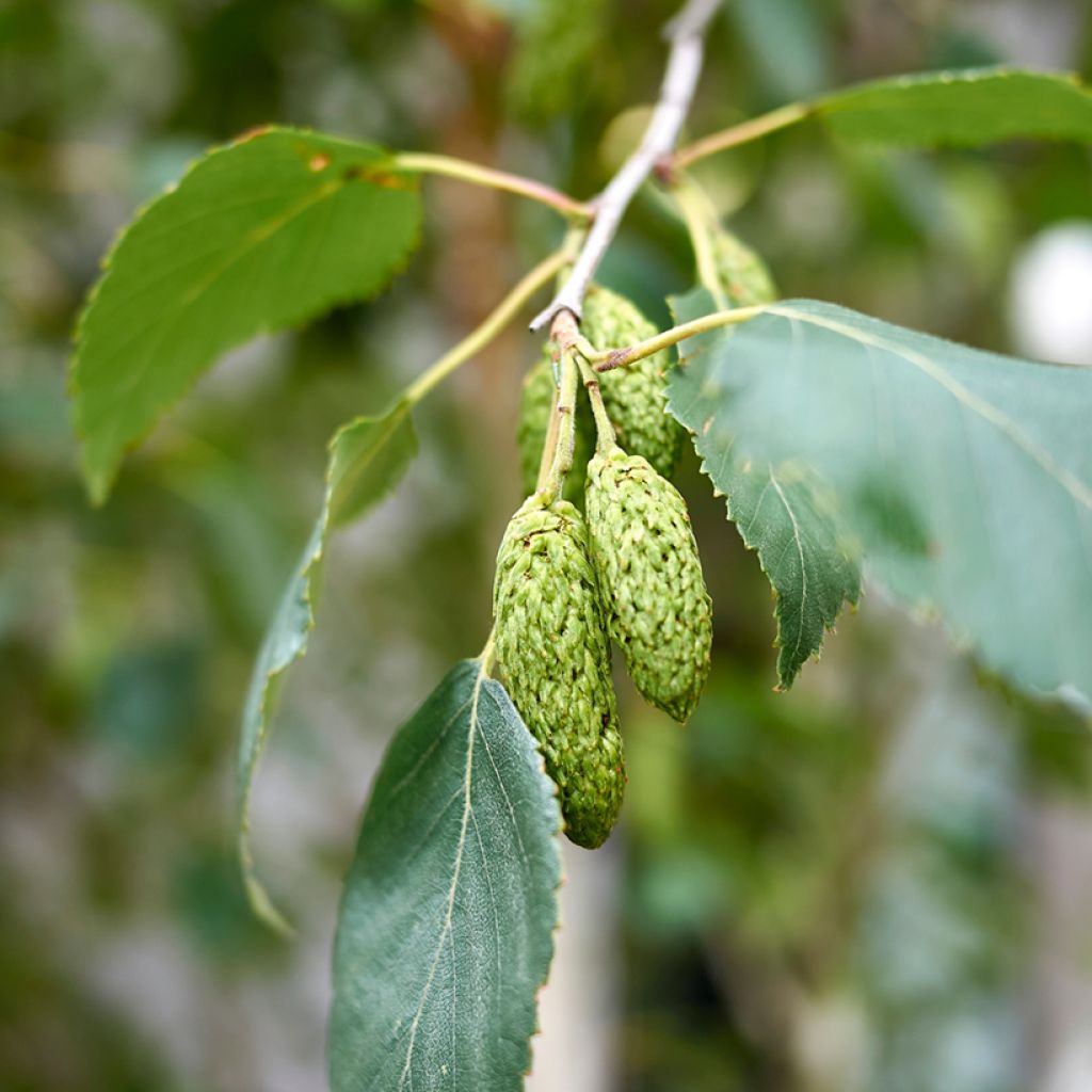 Betula pubescens - Downy Birch