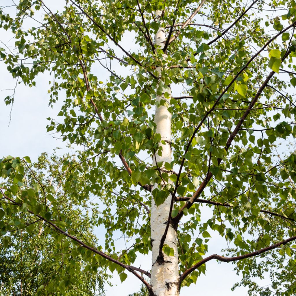 Betula pubescens - Downy Birch