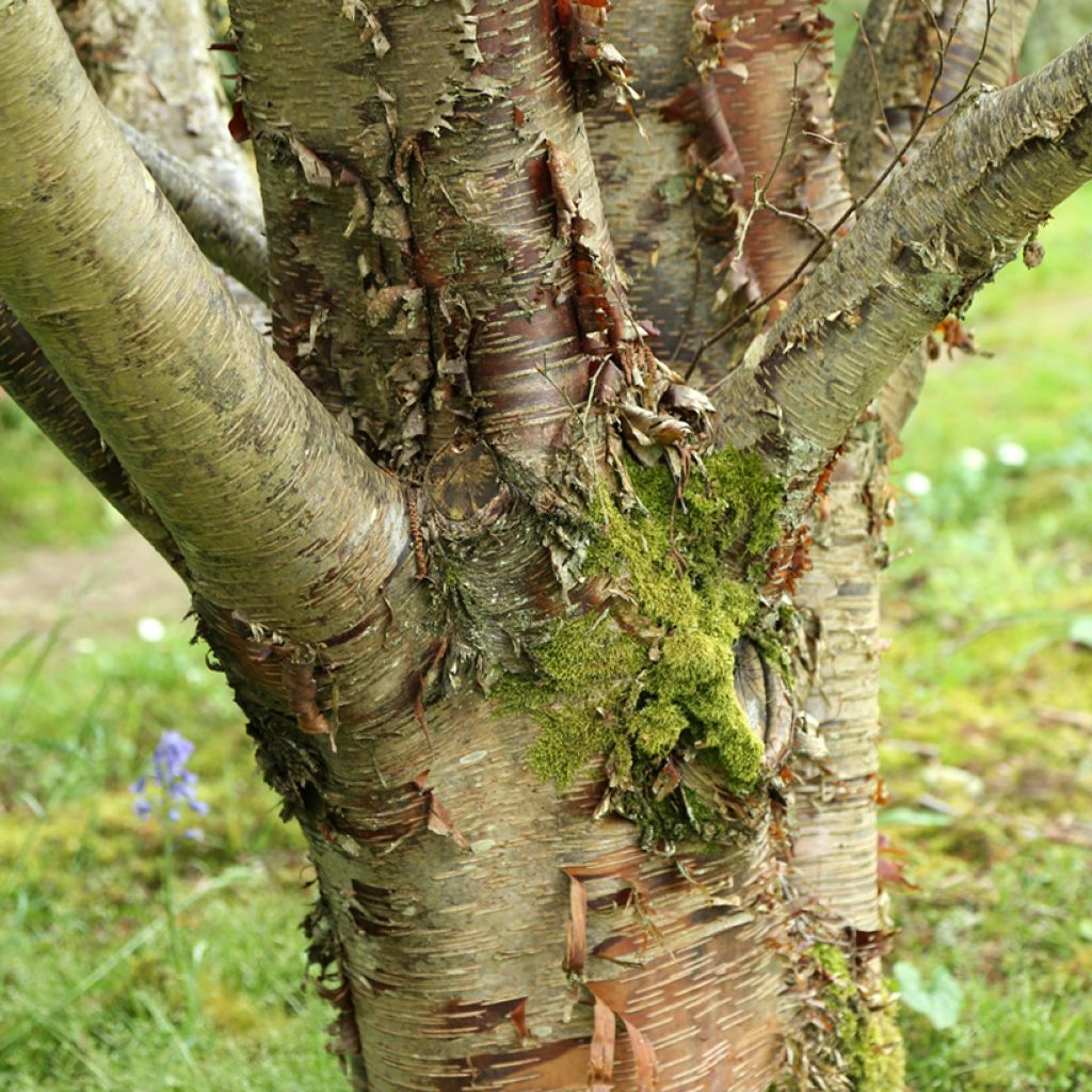 Betula utilis var. prattii - Himalayan Birch