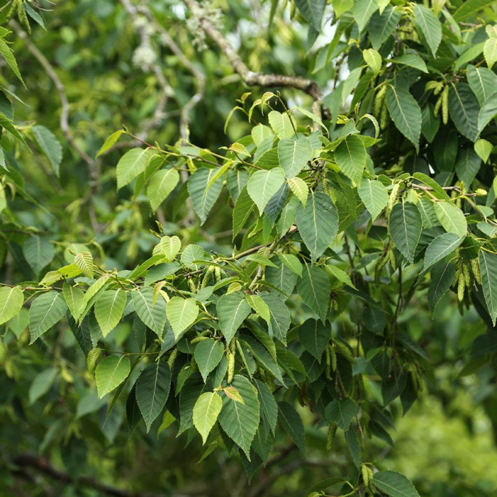 Betula utilis var. prattii - Himalayan Birch