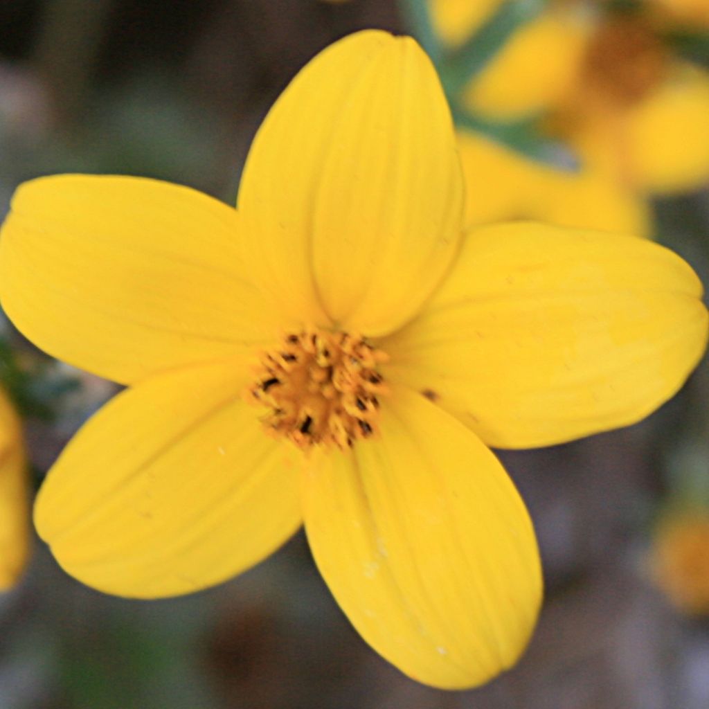 Bidens ferulifolia - Apache Beggarticks