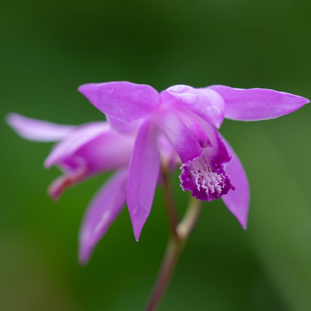 Bletilla Penway Dragon - Hyacinth orchid 