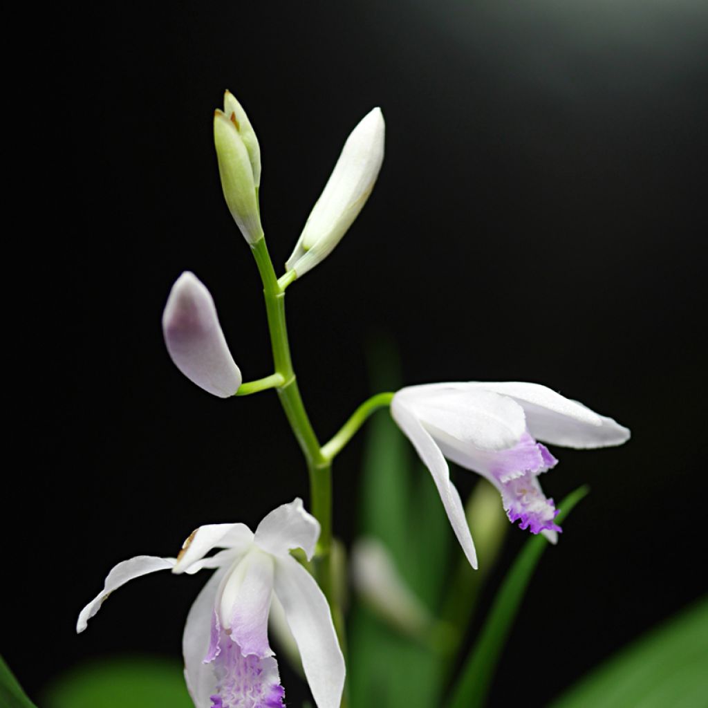 Bletilla striata Kuchi-beni - Hyacinth orchid