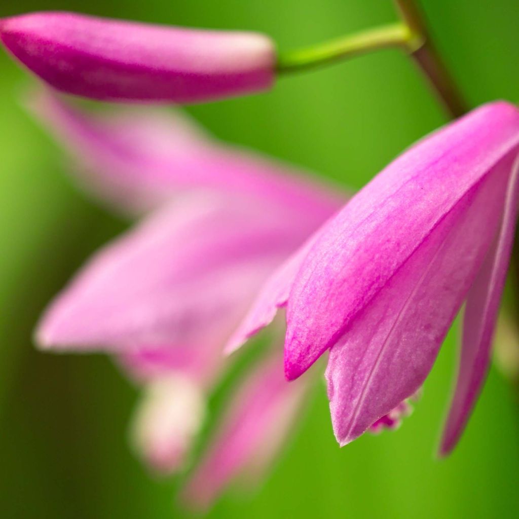 Bletilla striata Shi-ran - Orchidée jacinthe