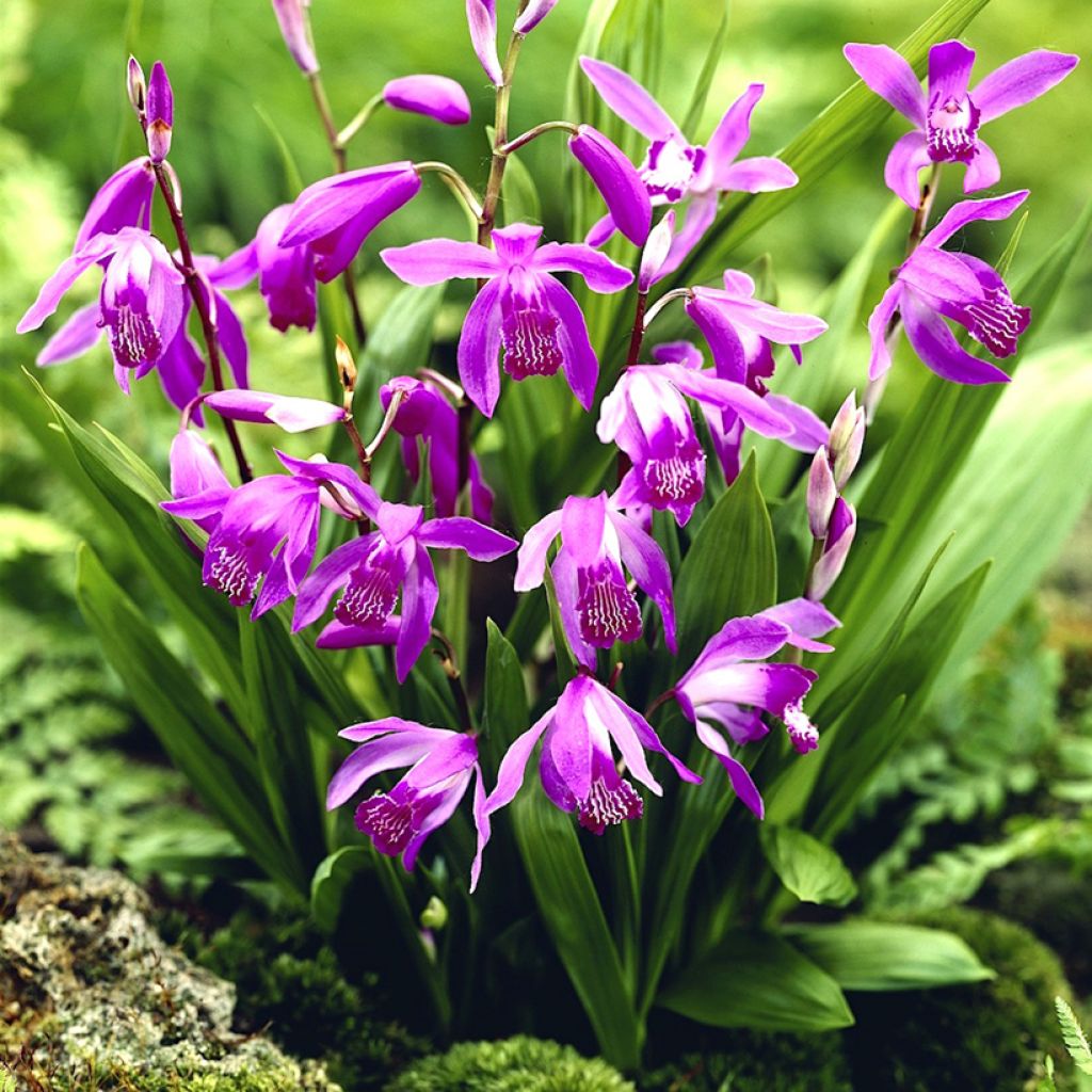 Bletilla striata Purple - Hyacinth orchid