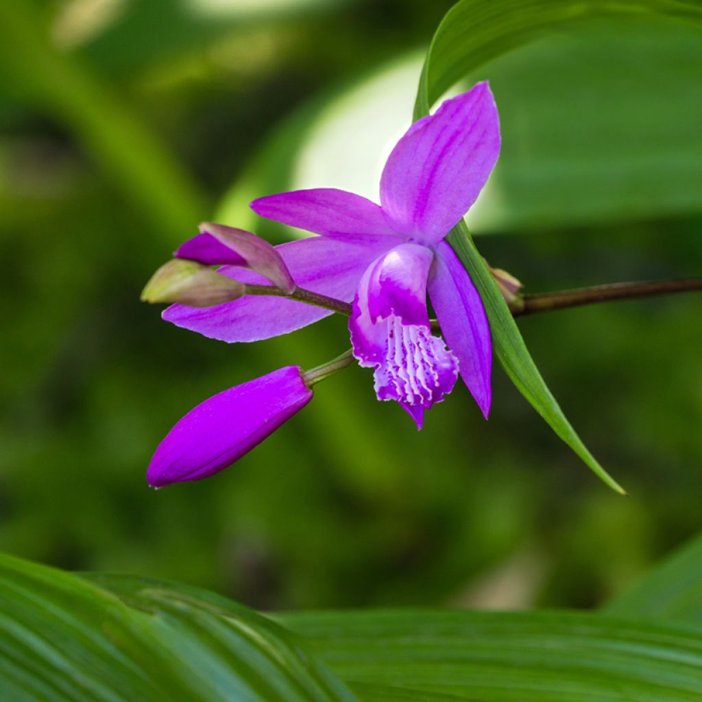 Bletilla striata Purple - Hyacinth orchid