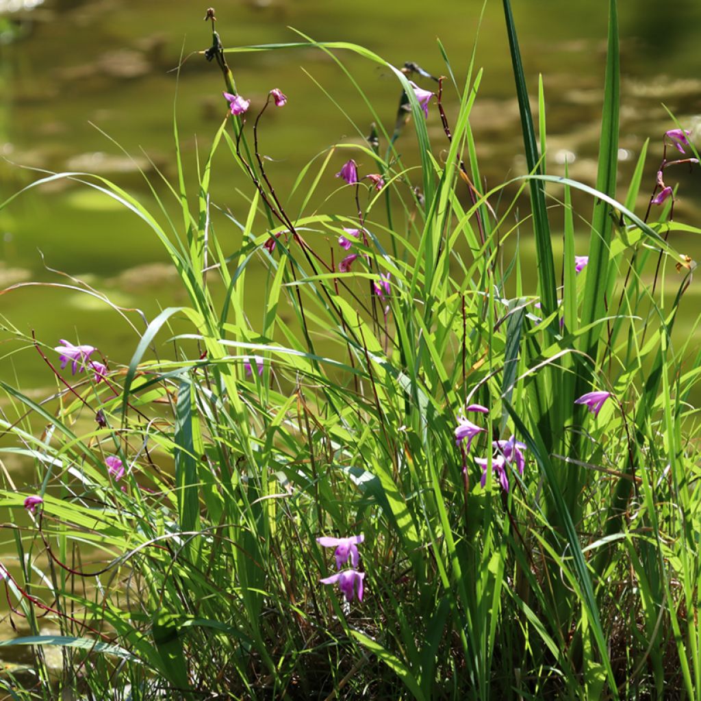 Bletilla striata Purple - Hyacinth orchid