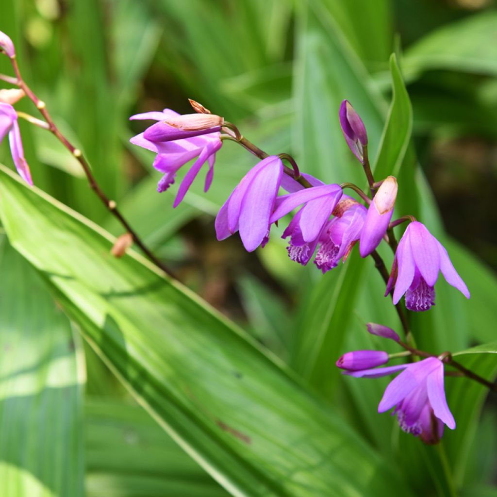 Bletilla variegated - Hyacinth Orchid