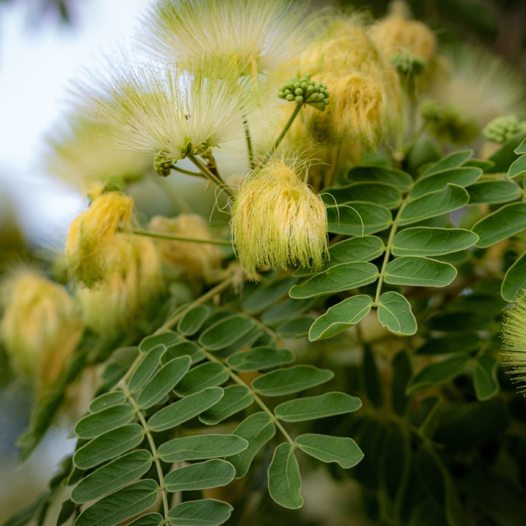 Albizia lebbeck - Lebbeck tree