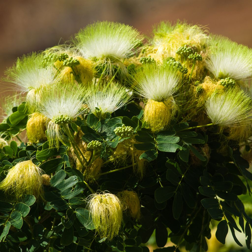 Albizia lebbeck - Lebbeck tree
