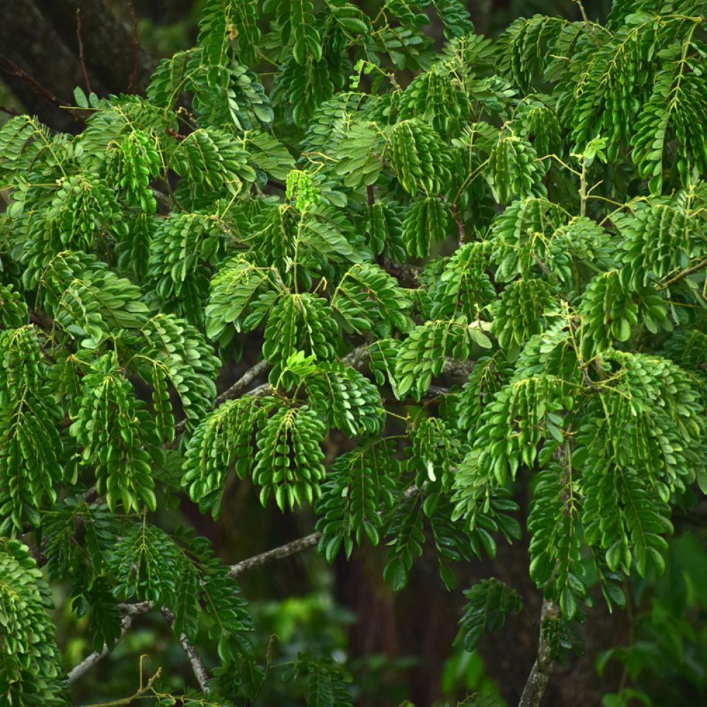 Albizia lebbeck - Lebbeck tree