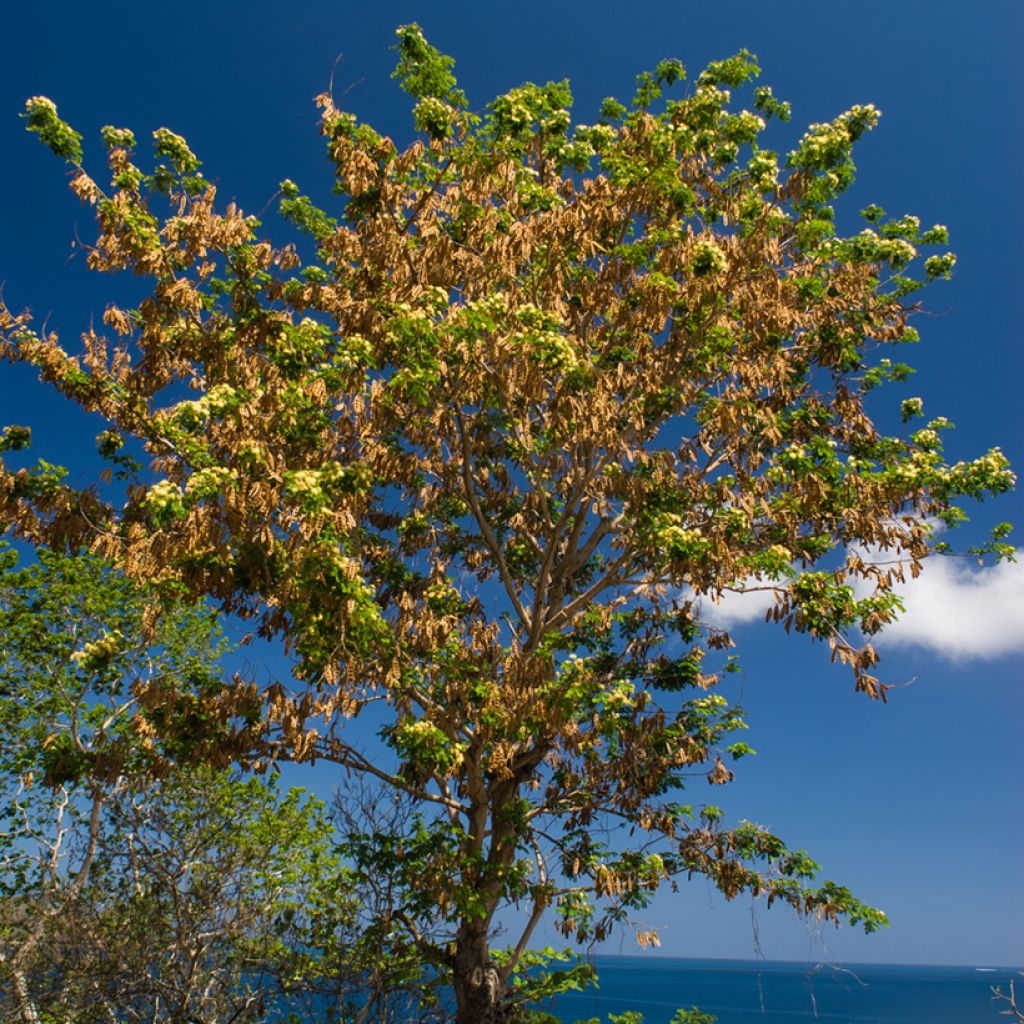 Albizia lebbeck - Lebbeck tree