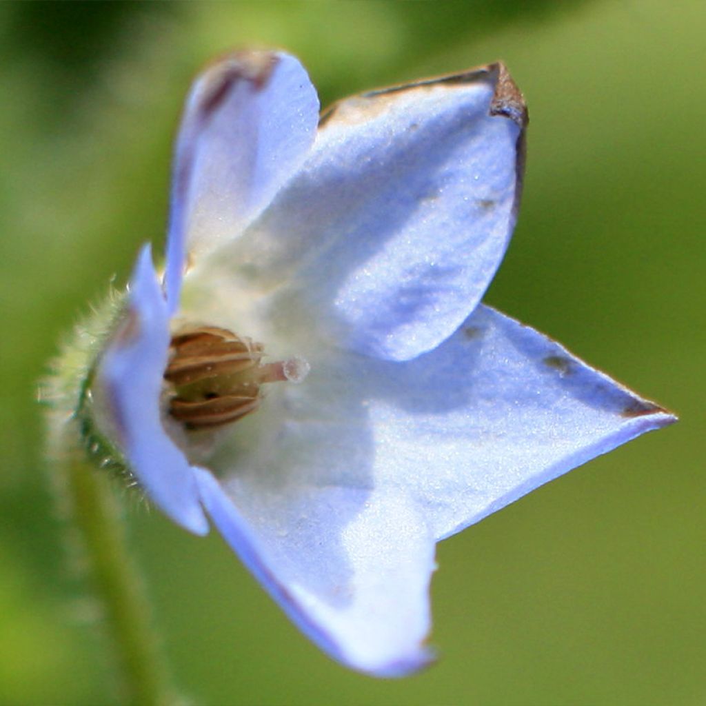 Borago pygmaea