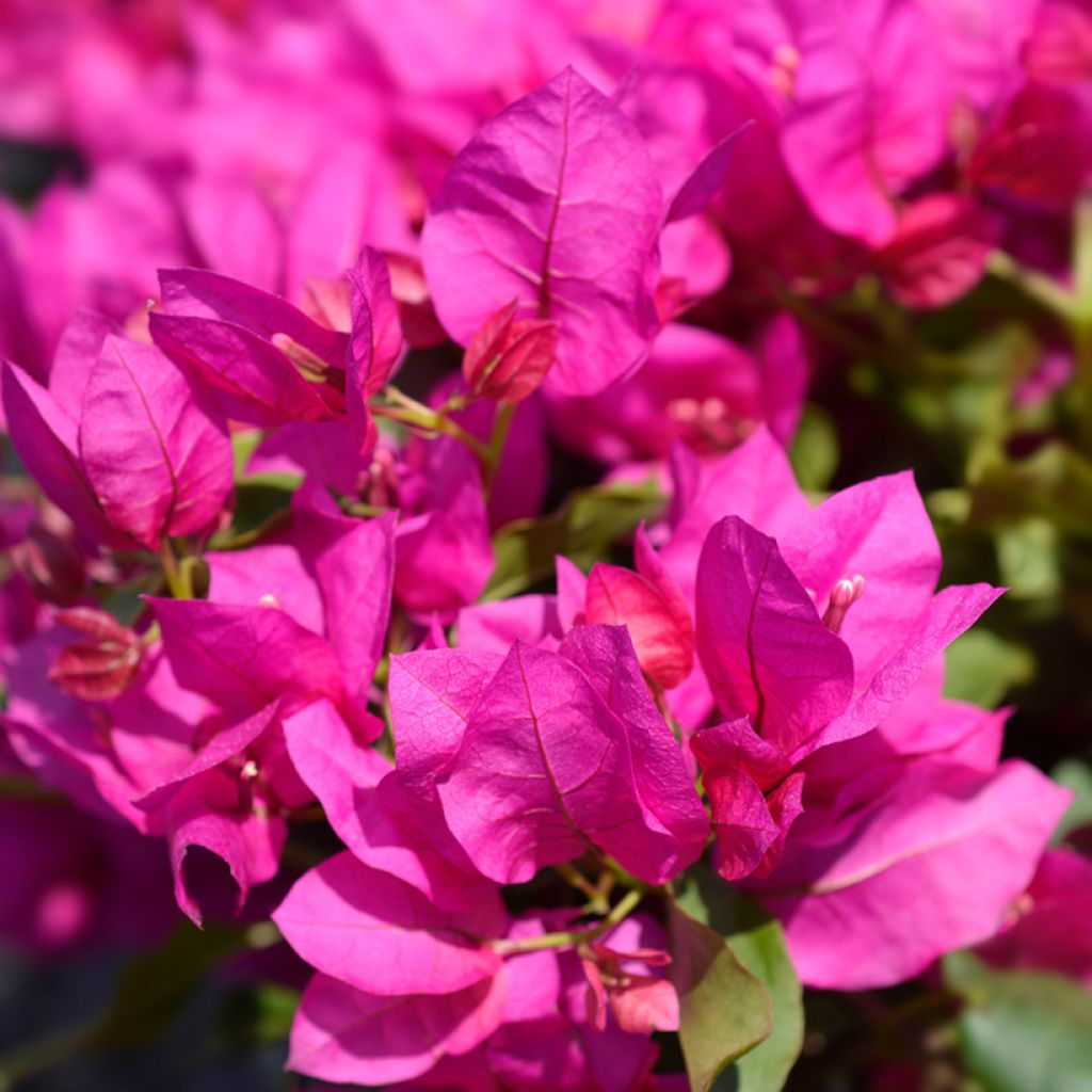 Bougainvillea spectabilis Vera Deep Purple