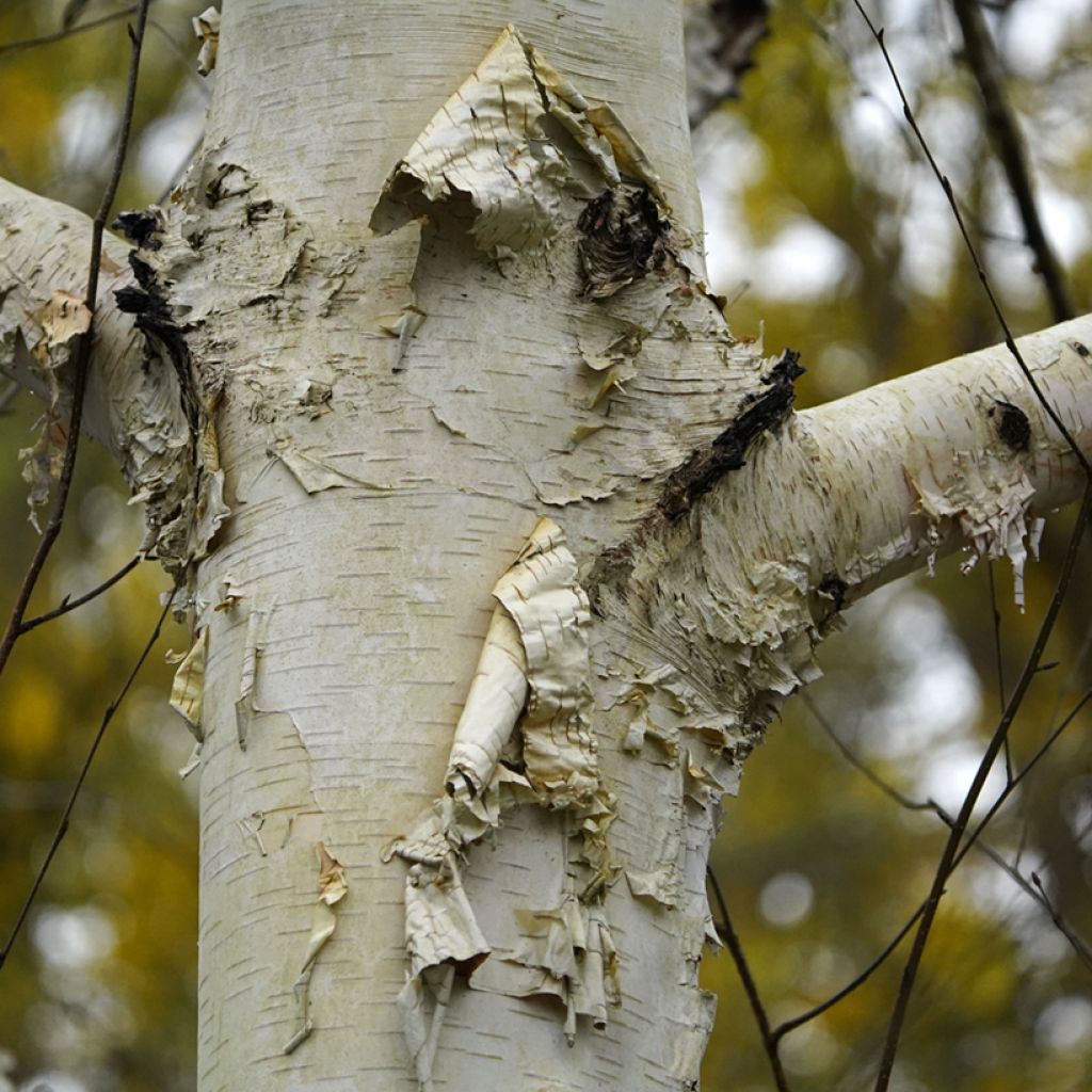 Betula utilis var. jacquemontii Doorenbos - Himalayan Birch