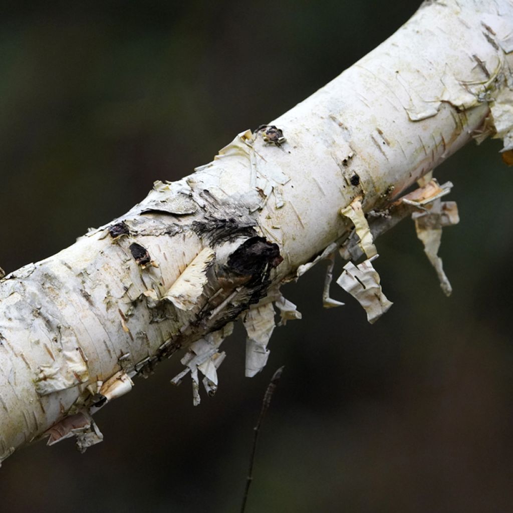 Betula utilis var. jacquemontii Doorenbos - Himalayan Birch