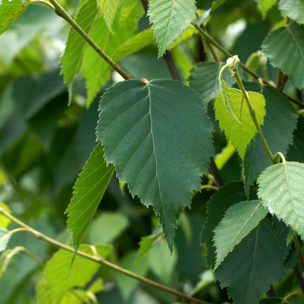 Betula albosinensis Fascination - Birch