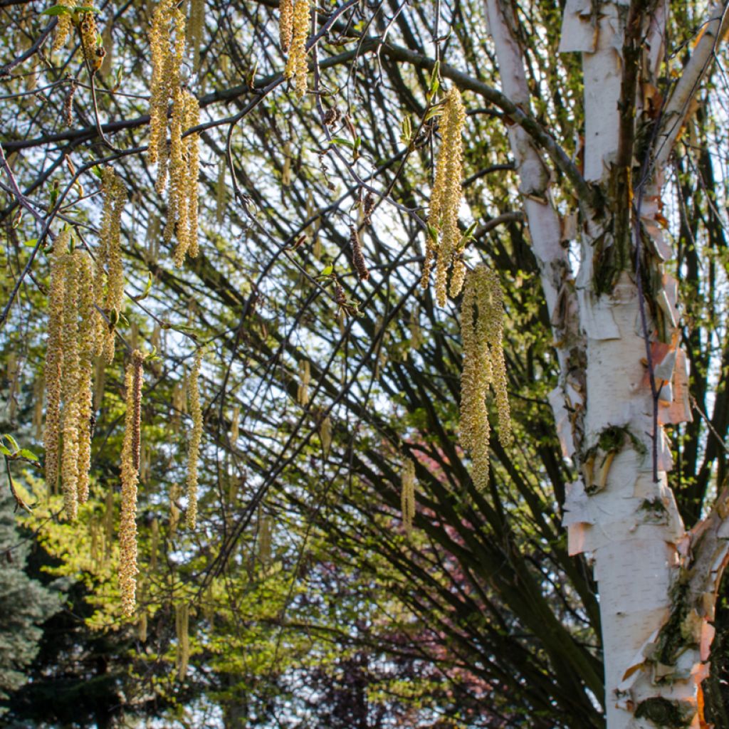 Betula albosinensis Fascination - Birch