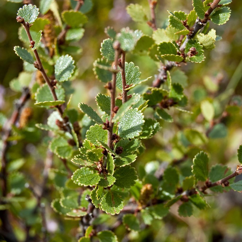 Betula nana - Dwarf Birch