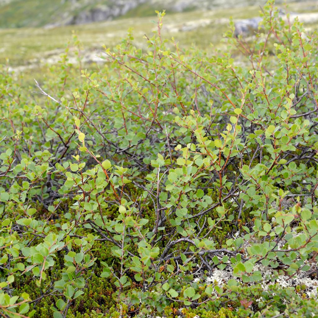 Betula nana - Dwarf Birch