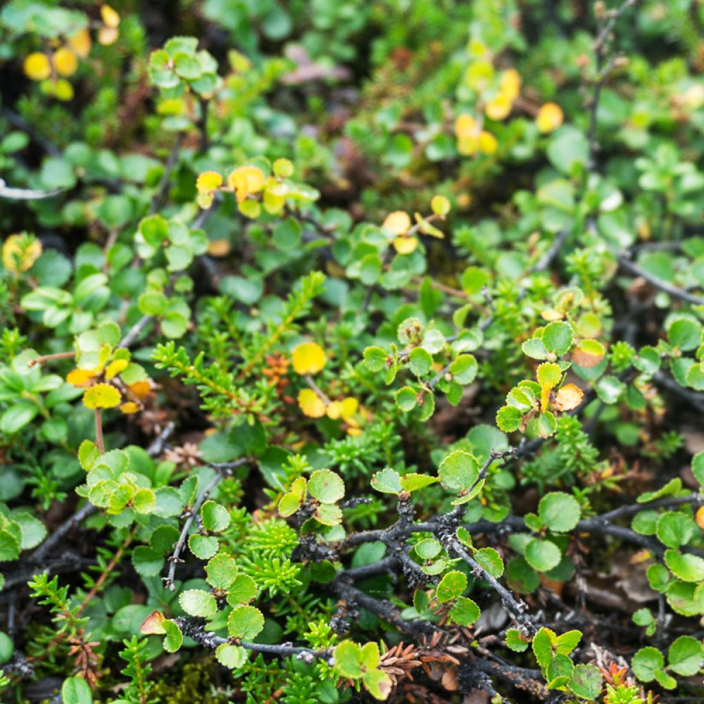 Betula nana - Dwarf Birch