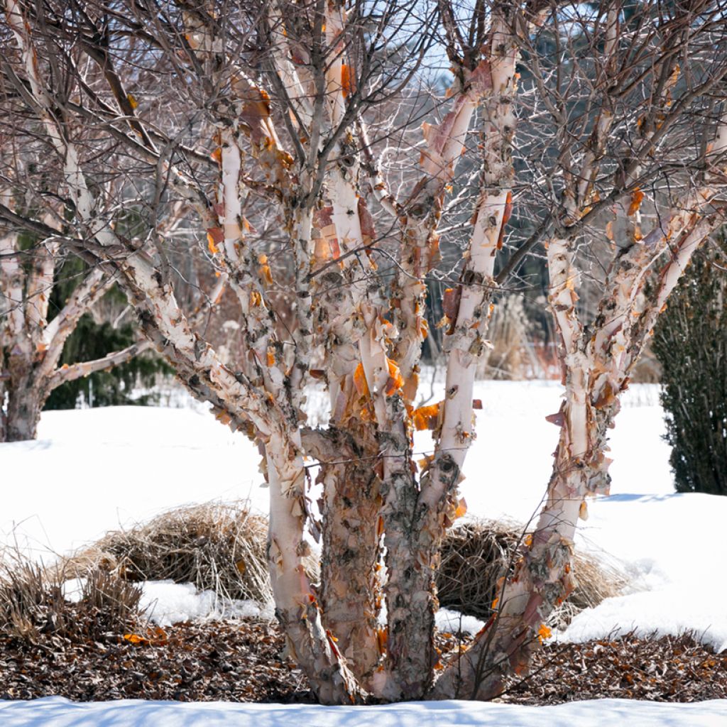 Betula nigra - Birch