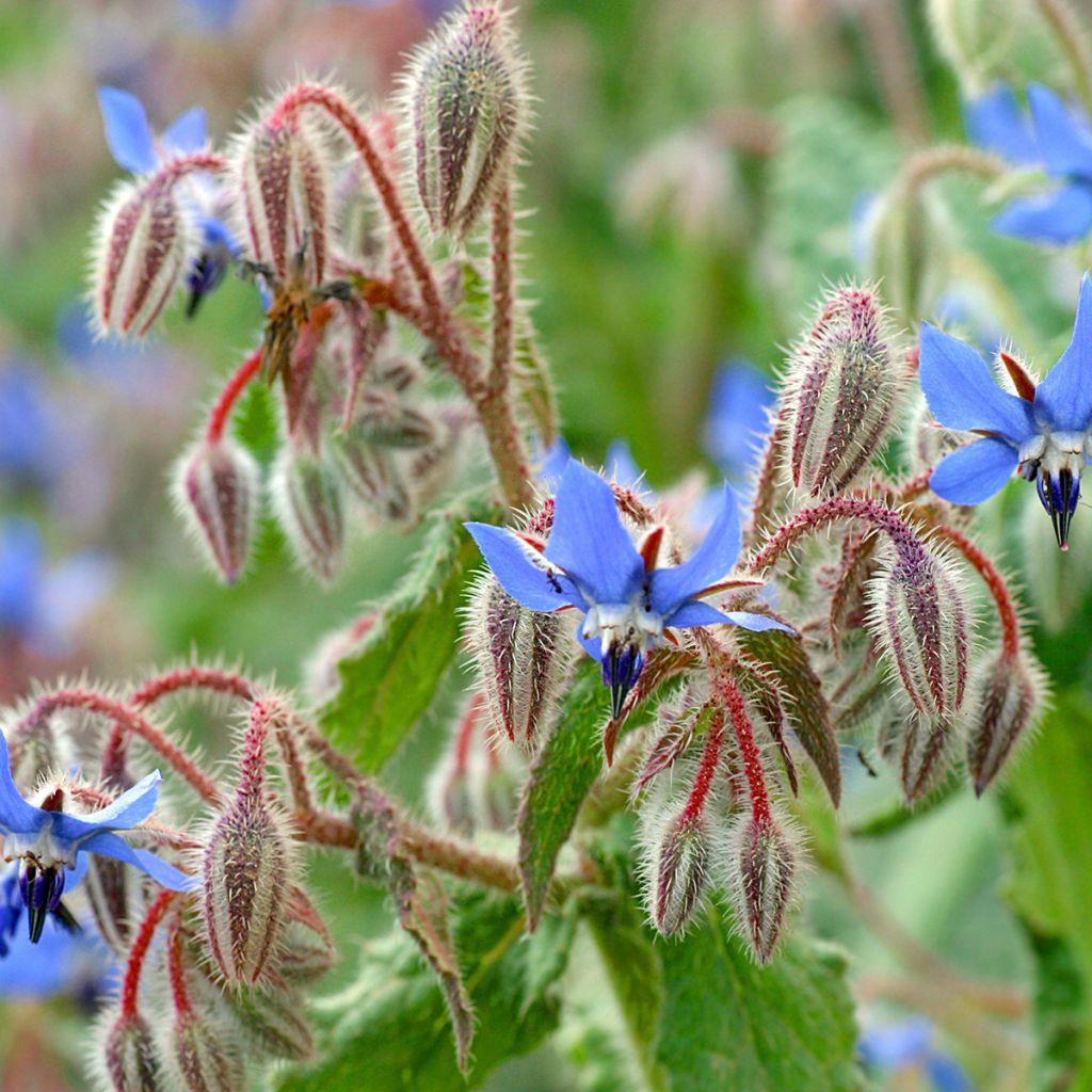 Borago officinalis - Blue Borage