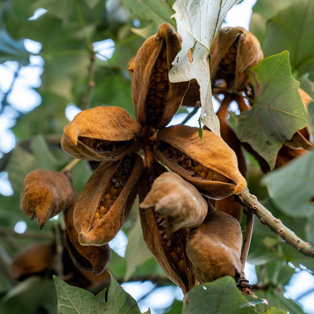 Brachychiton acerifolius