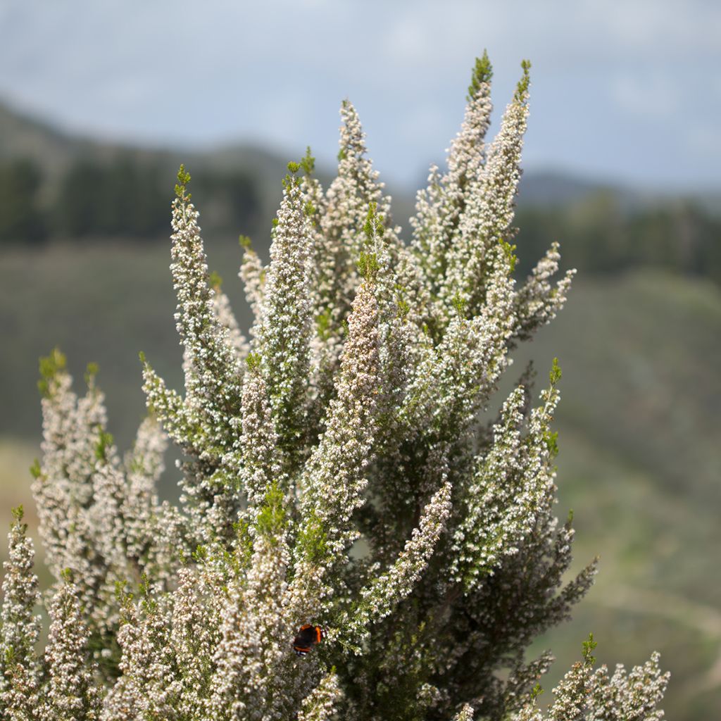 Erica arborea Pink Joy - Tree Heath