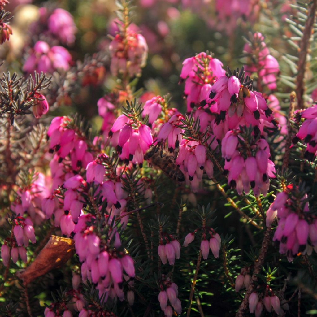 Erica carnea December Red - Winter Heath