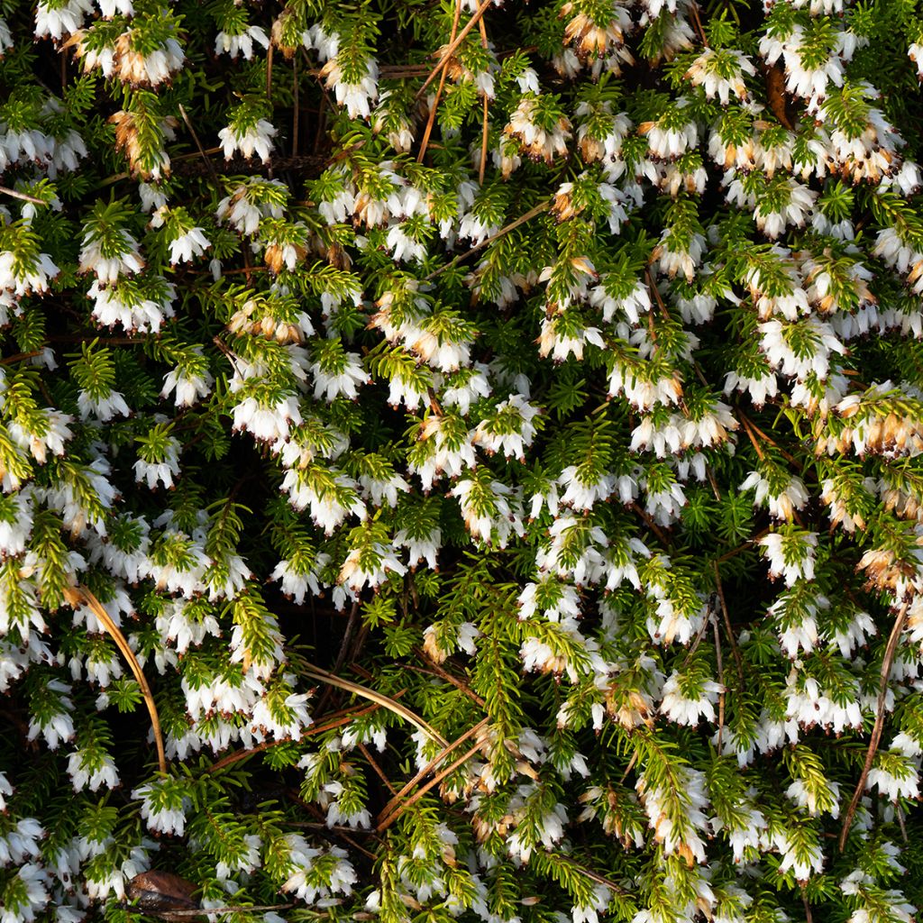 Erica carnea Springwood White - Winter Heath