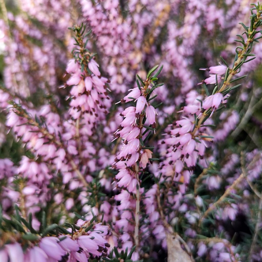 Darley Heath - Erica darleyensis Furzey