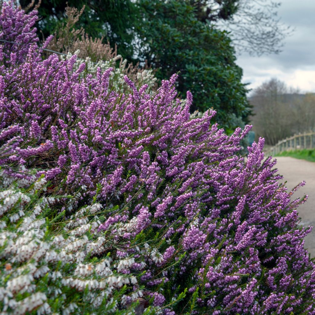 Darley Heath - Erica darleyensis Furzey