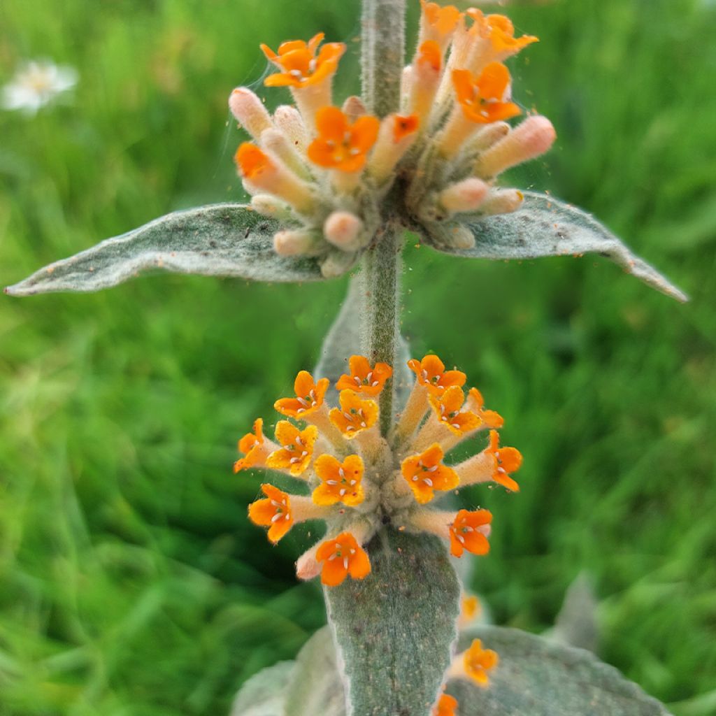 Buddleja Orange Sceptre