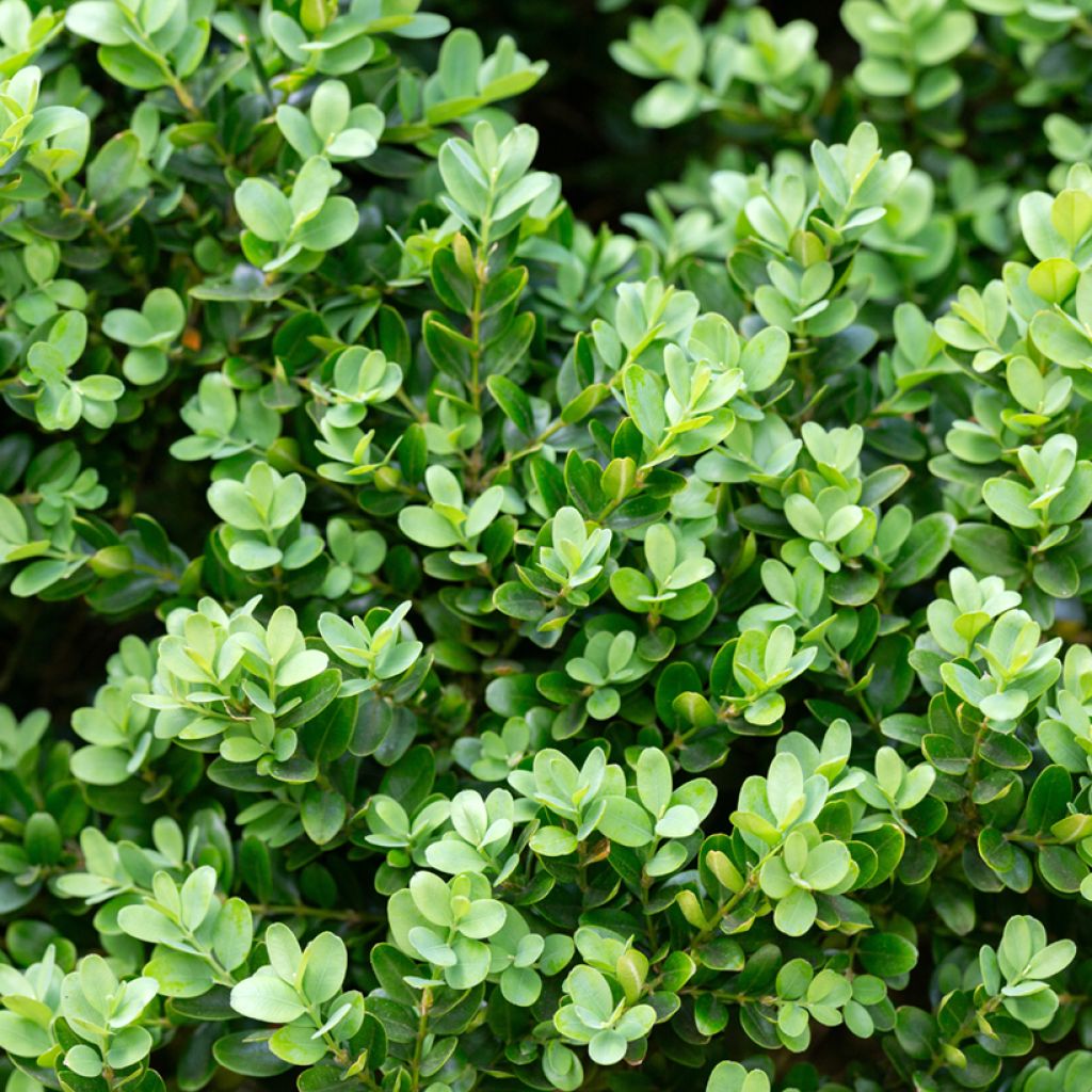 Buxus microphylla Faulkner - Boxwood