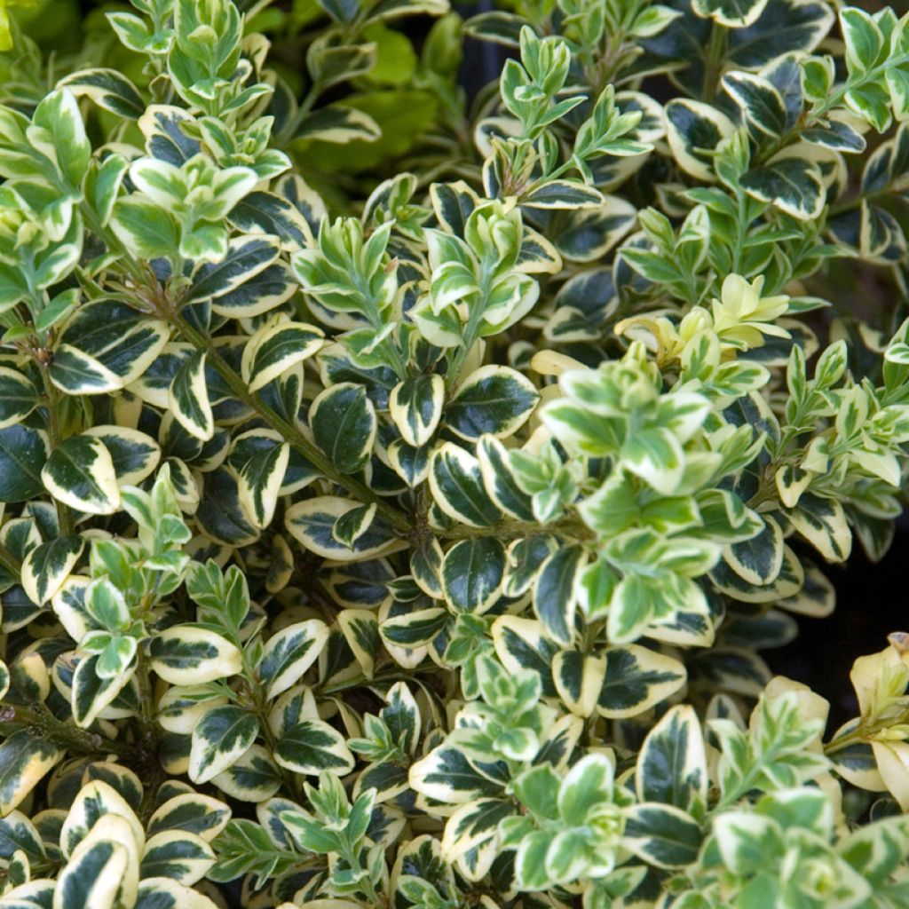 Buxus sempervirens Elegans - Boxwood