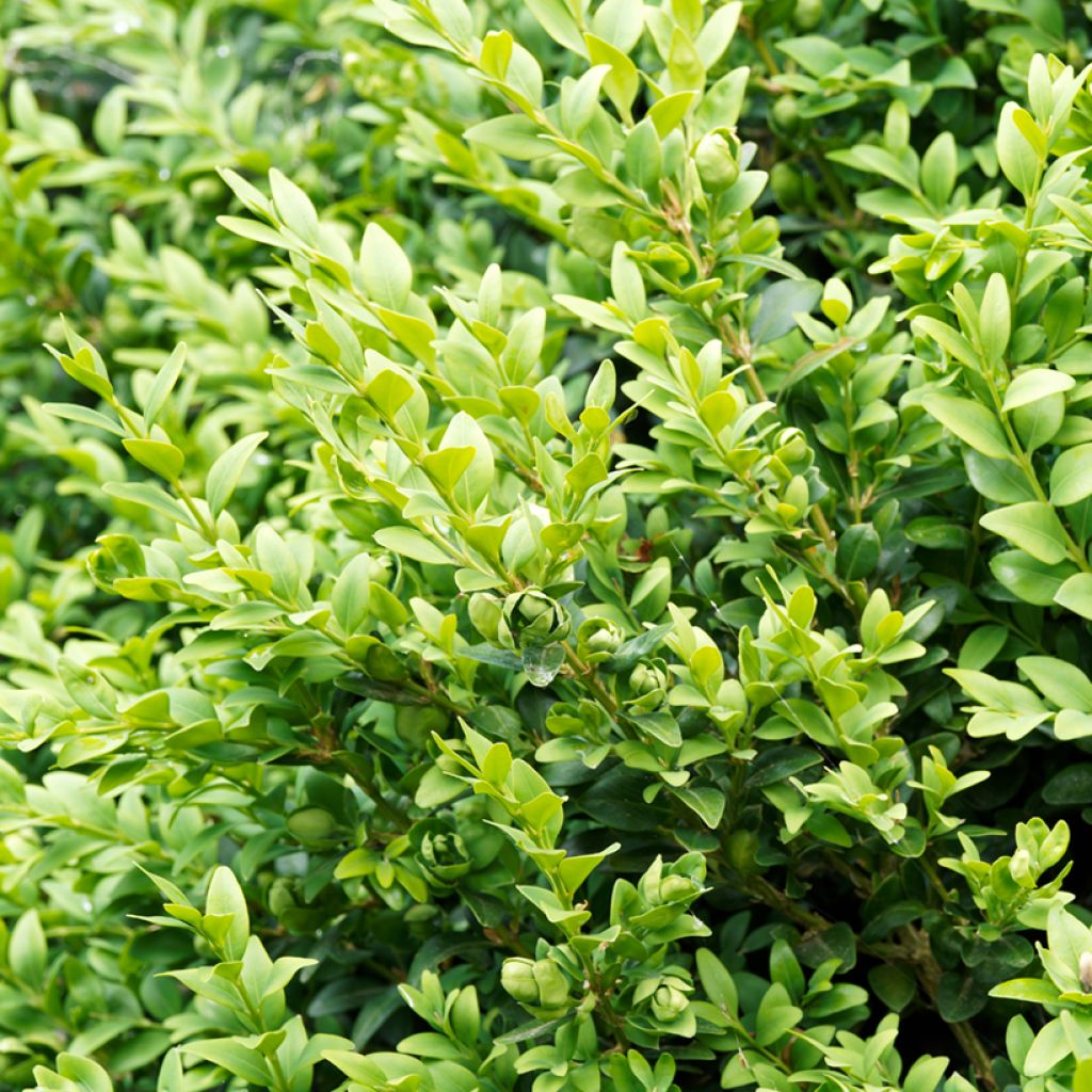 Buxus sempervirens Suffruticosa - Boxwood